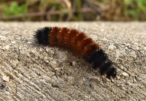 The Woolly Worm und seine seltsame Reise durch die Zeit der keltischen Könige!